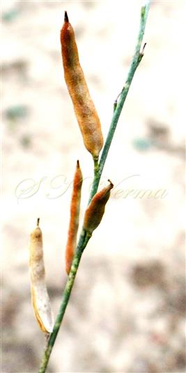  Fruit
